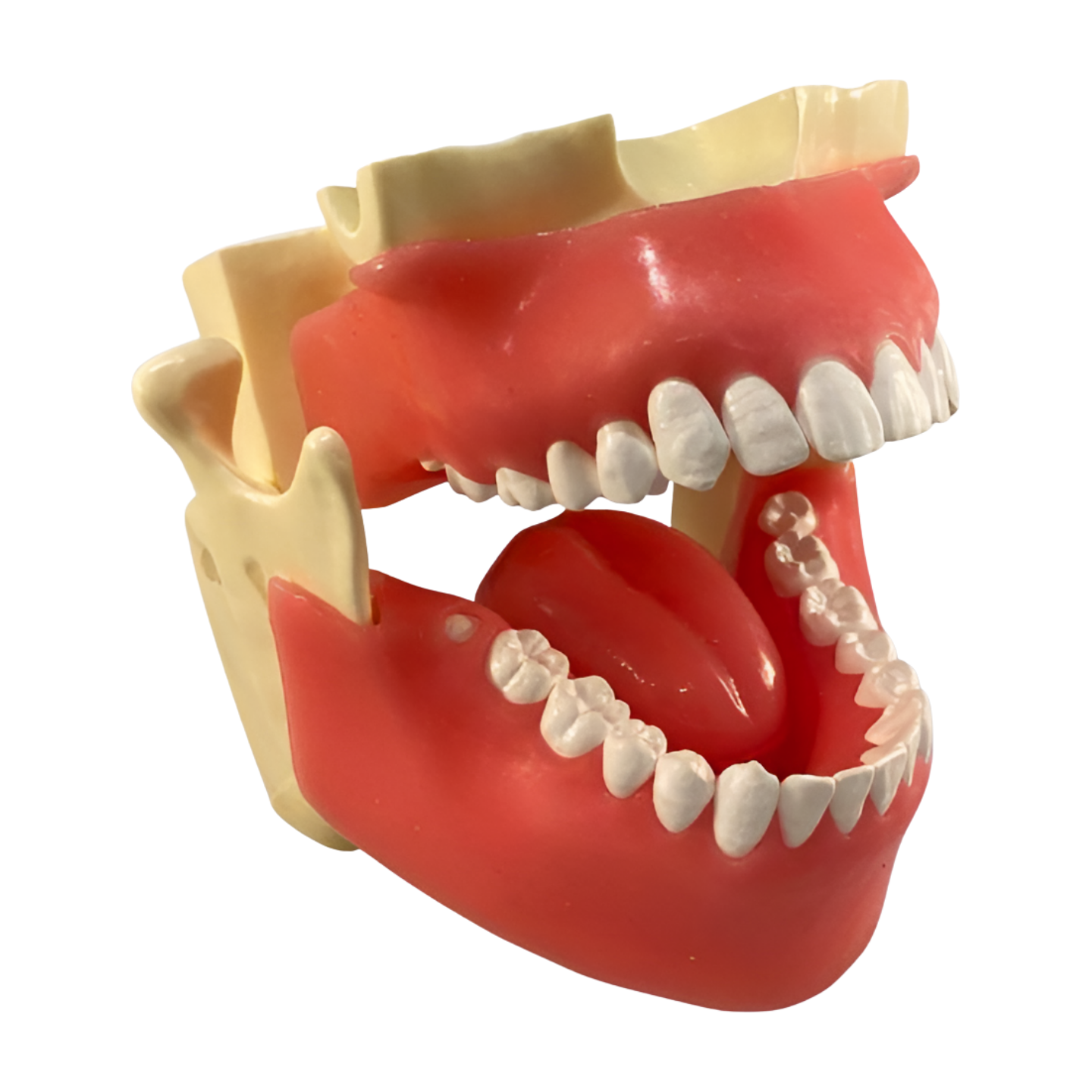 Modern Radiographic Training: What Educators Need to Know About the XR Artificial System