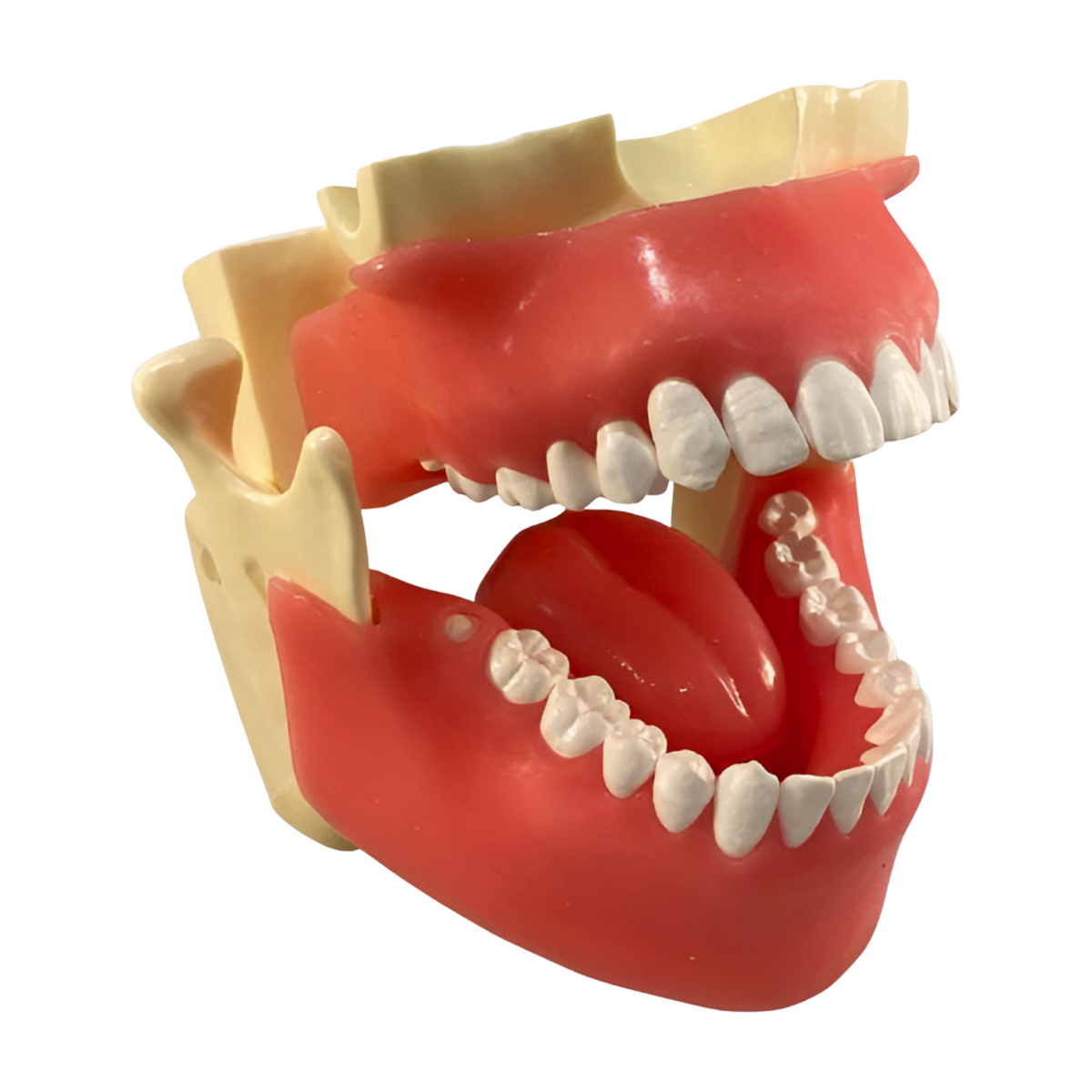 XR artificial radiographic training system for dental education