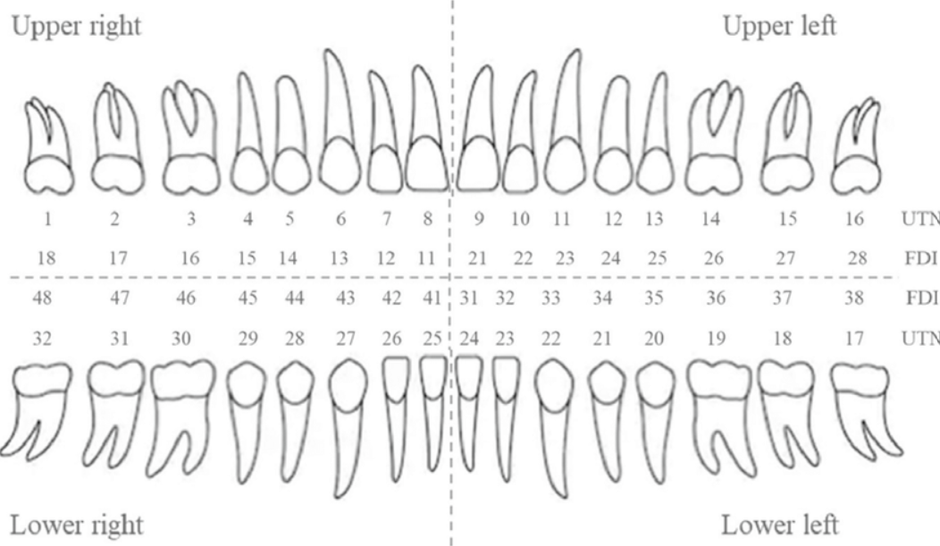 Tooth numbering made simple: FDI, ADA and how to order either way