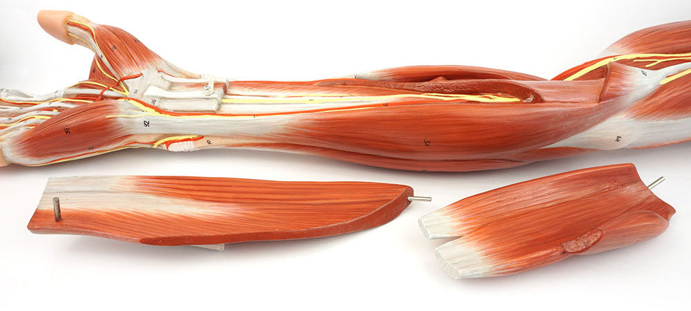 How to Clean Medical Models Safely Without Damaging Them