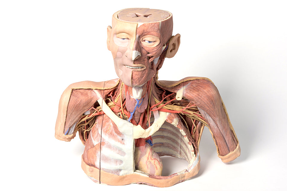 Anatomy Series 1.0
