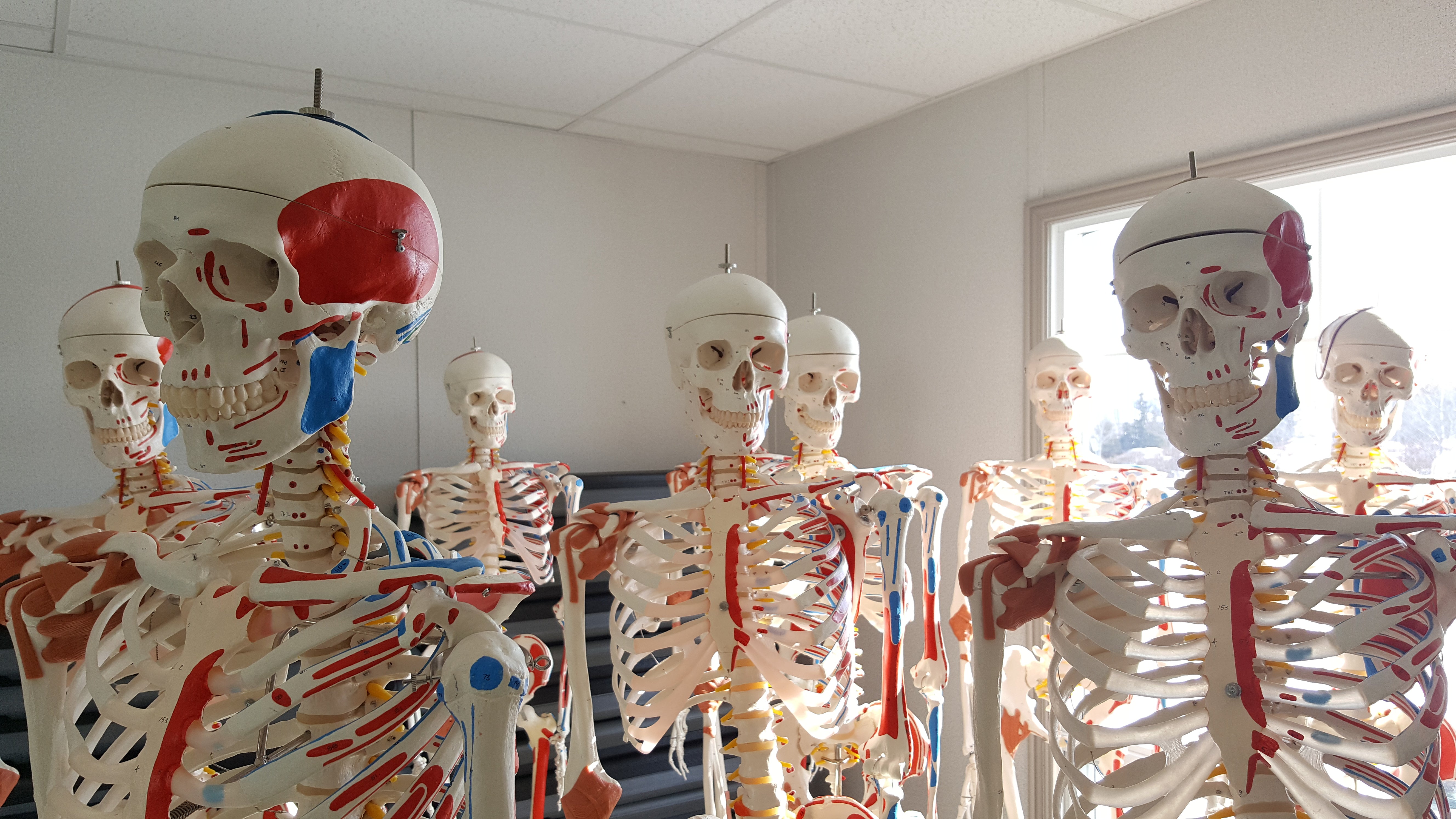 Skeletal Models