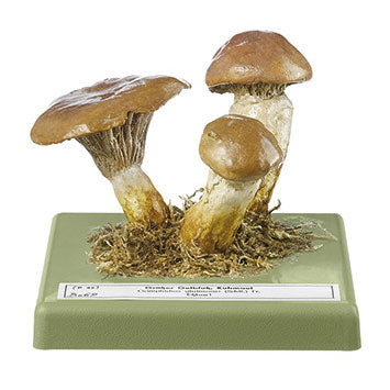 Botanical Models