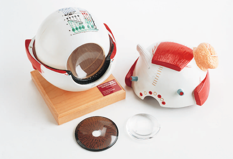 Giant Five-Part Eye Model - Denoyer Geppert