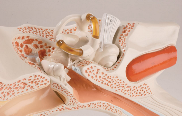 Giant Three-Part Ear Model