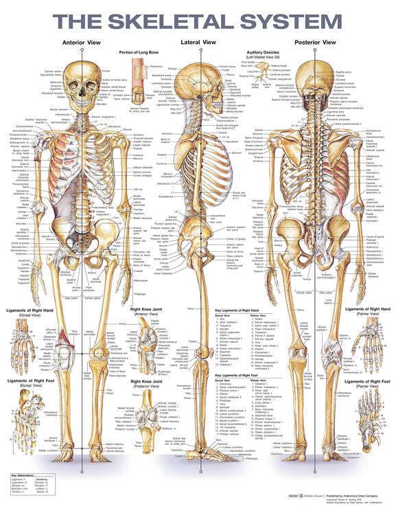 The Skeletal System - 2nd Edition