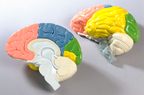 0156-00 Life-Size 2-Part Cerebral Regions Brain, painted