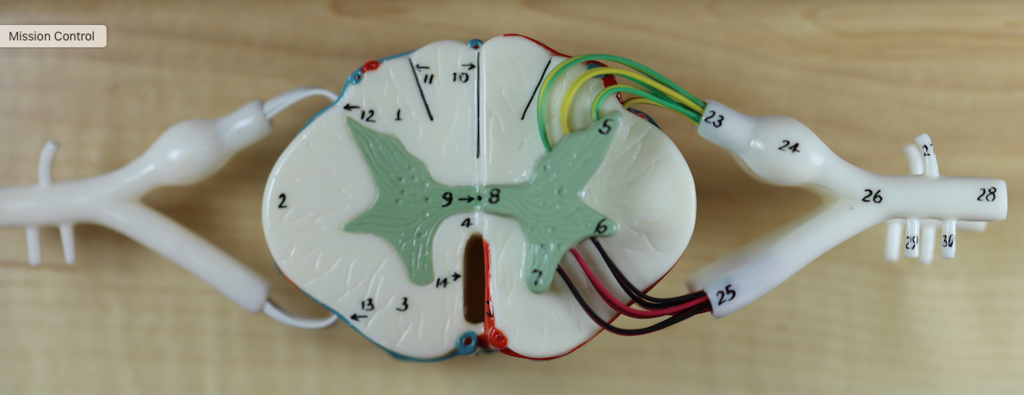 0165-00 Spinal Cord Segment Model