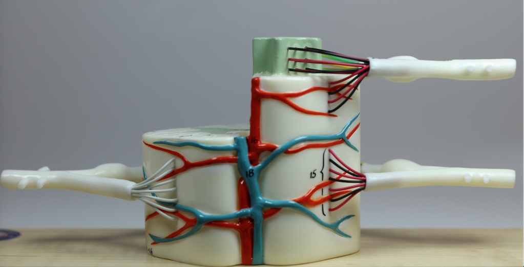 0165-00 Spinal Cord Segment Model