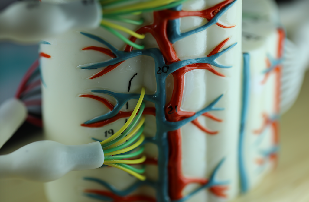 0165-00 Spinal Cord Segment Model