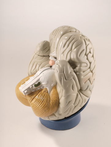 0170-00 Giant Four-Part Brain