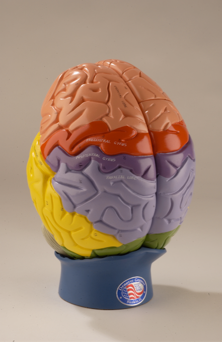0171-00 Giant Regional Brain