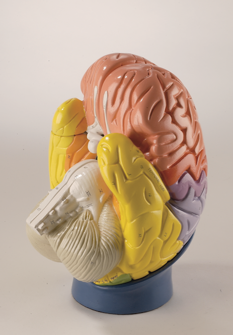 0171-00 Giant Regional Brain