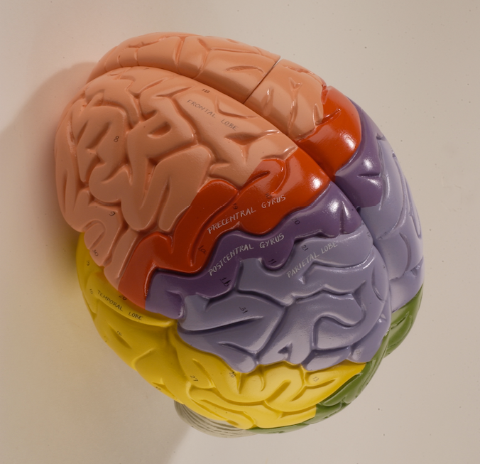 0171-00 Giant Regional Brain