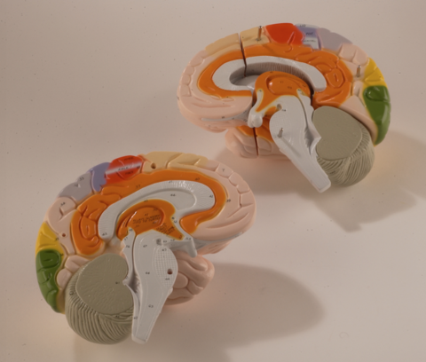 0172-00  Giant Functional Center Brain