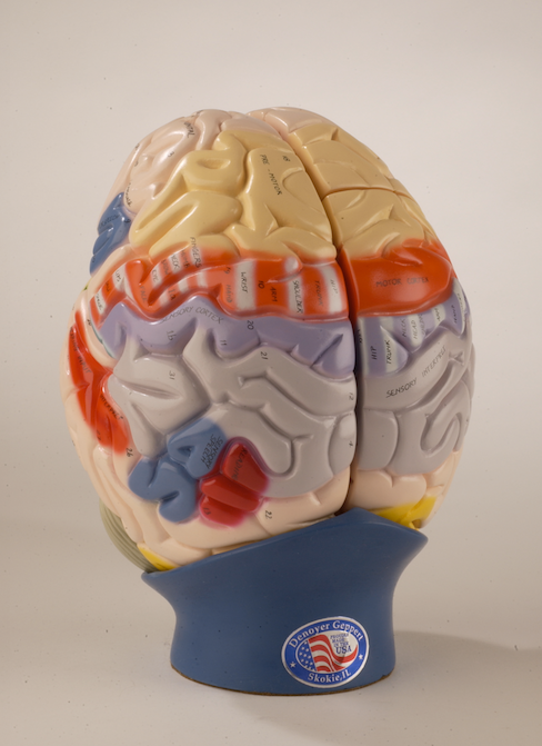 0172-00 Giant Functional Center Brain