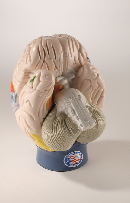 0172-00 Giant Functional Center Brain