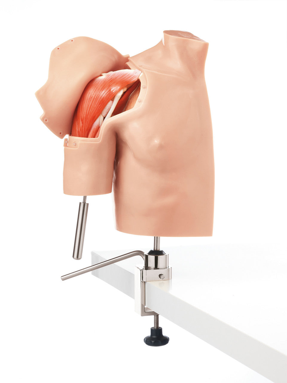 Arthroscopy Model of Shoulder Joint Complex