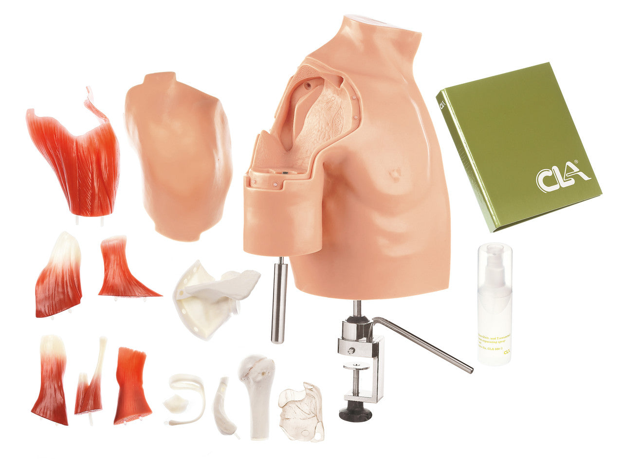 Arthroscopy Model of Shoulder Joint Complex