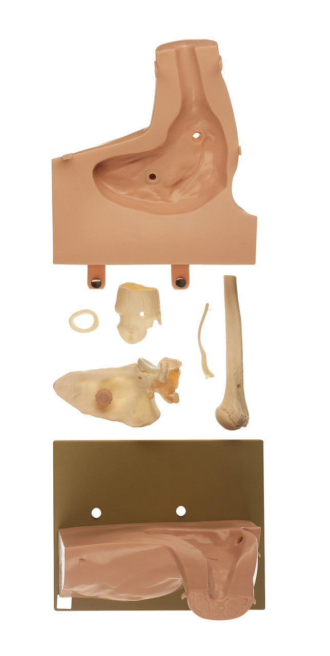 Arthroscopy Model of Shoulder Joint
