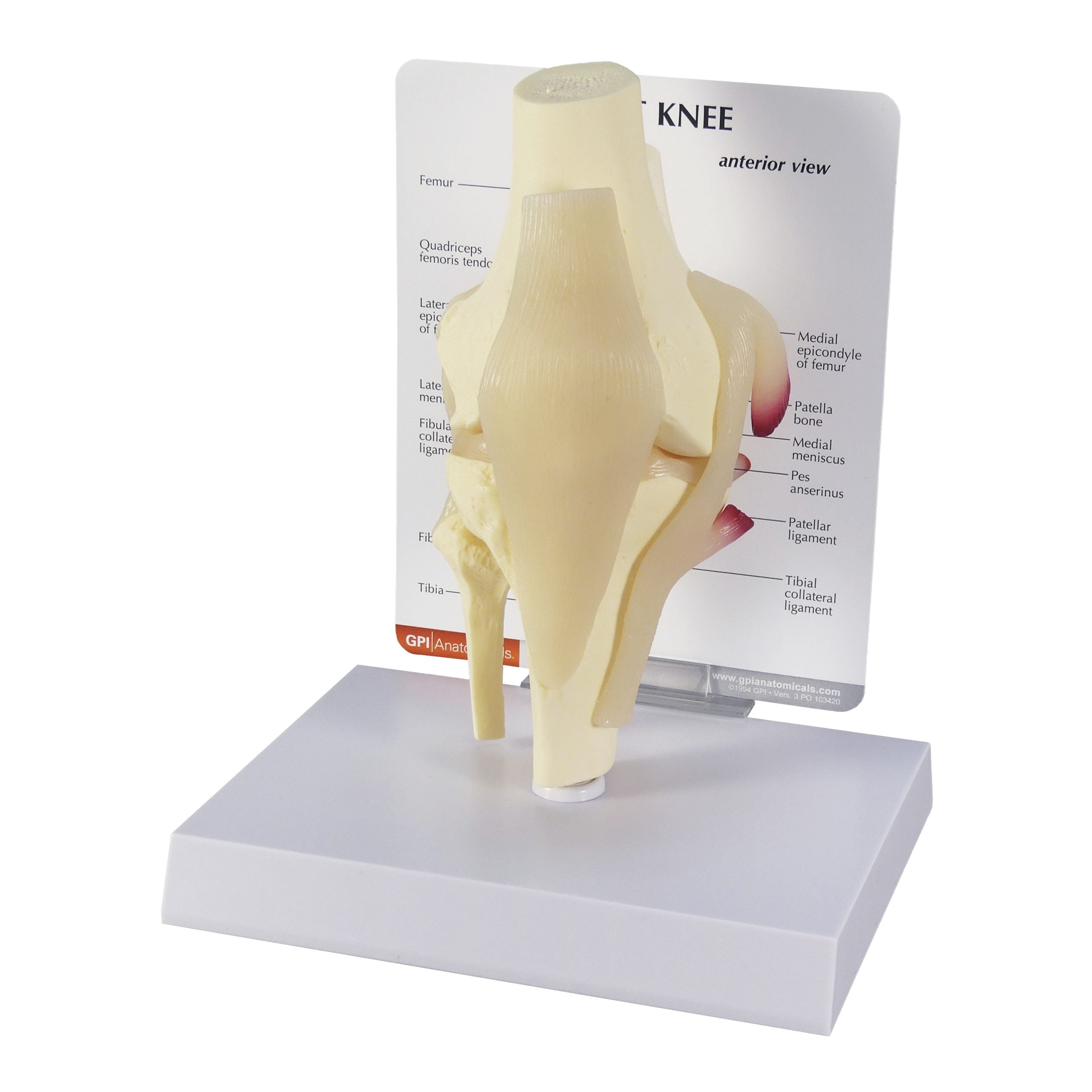 Basic Knee