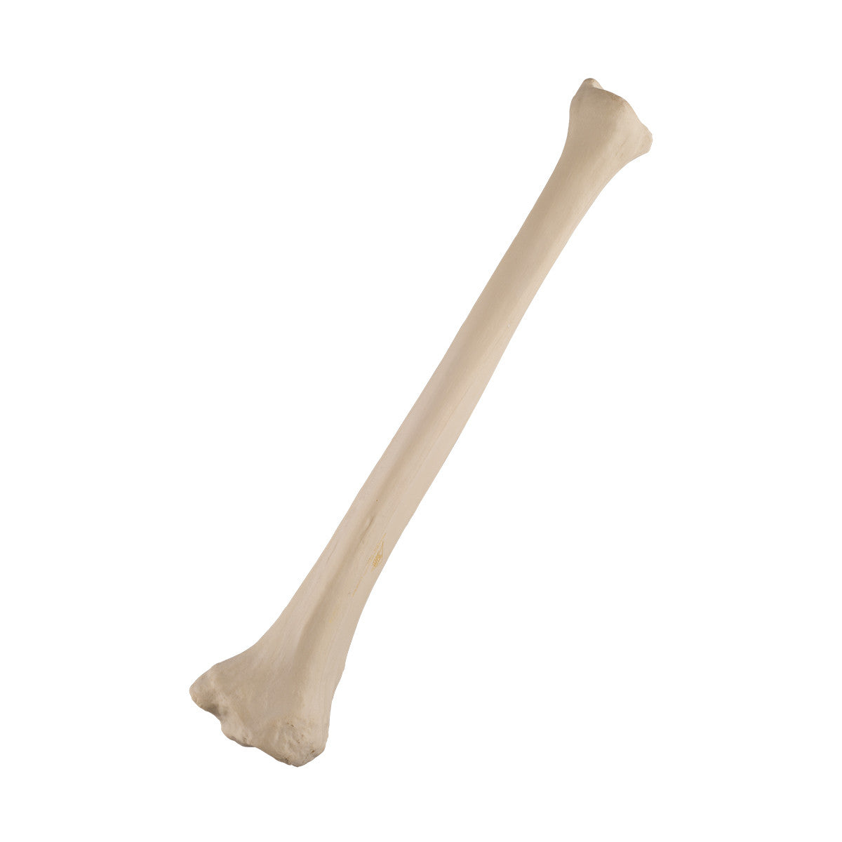 ORTHOBone Standard Tibia, left