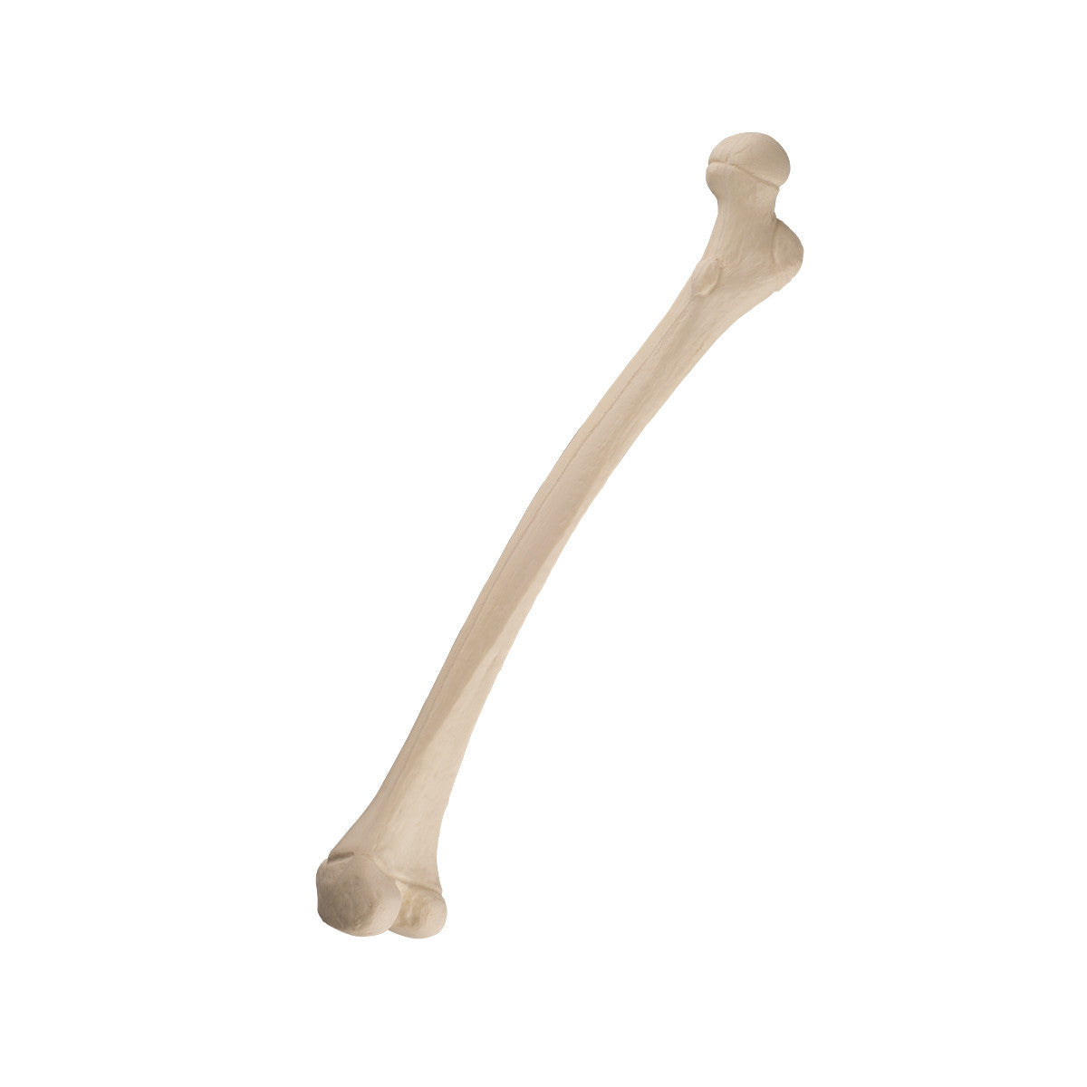 ORTHOBone Right Pediatric Femur