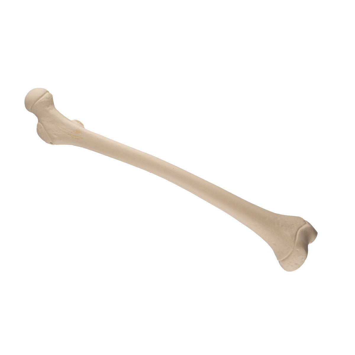 ORTHOBone Right Pediatric Femur