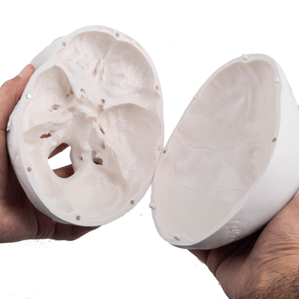 Standard Human Skull, natural cast, adult - now with magnetic attachment