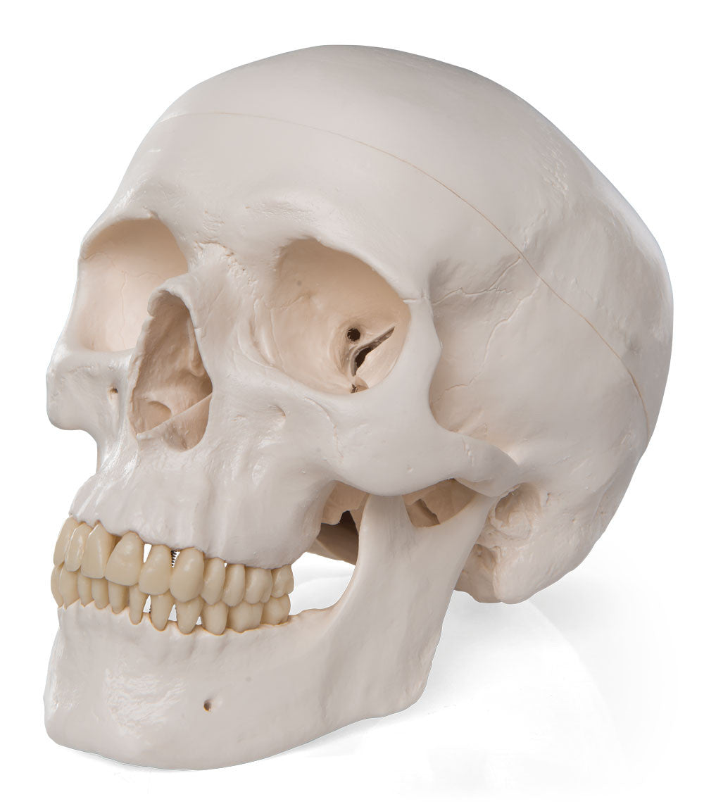 Standard Human Skull Model | 3B scientific A20
