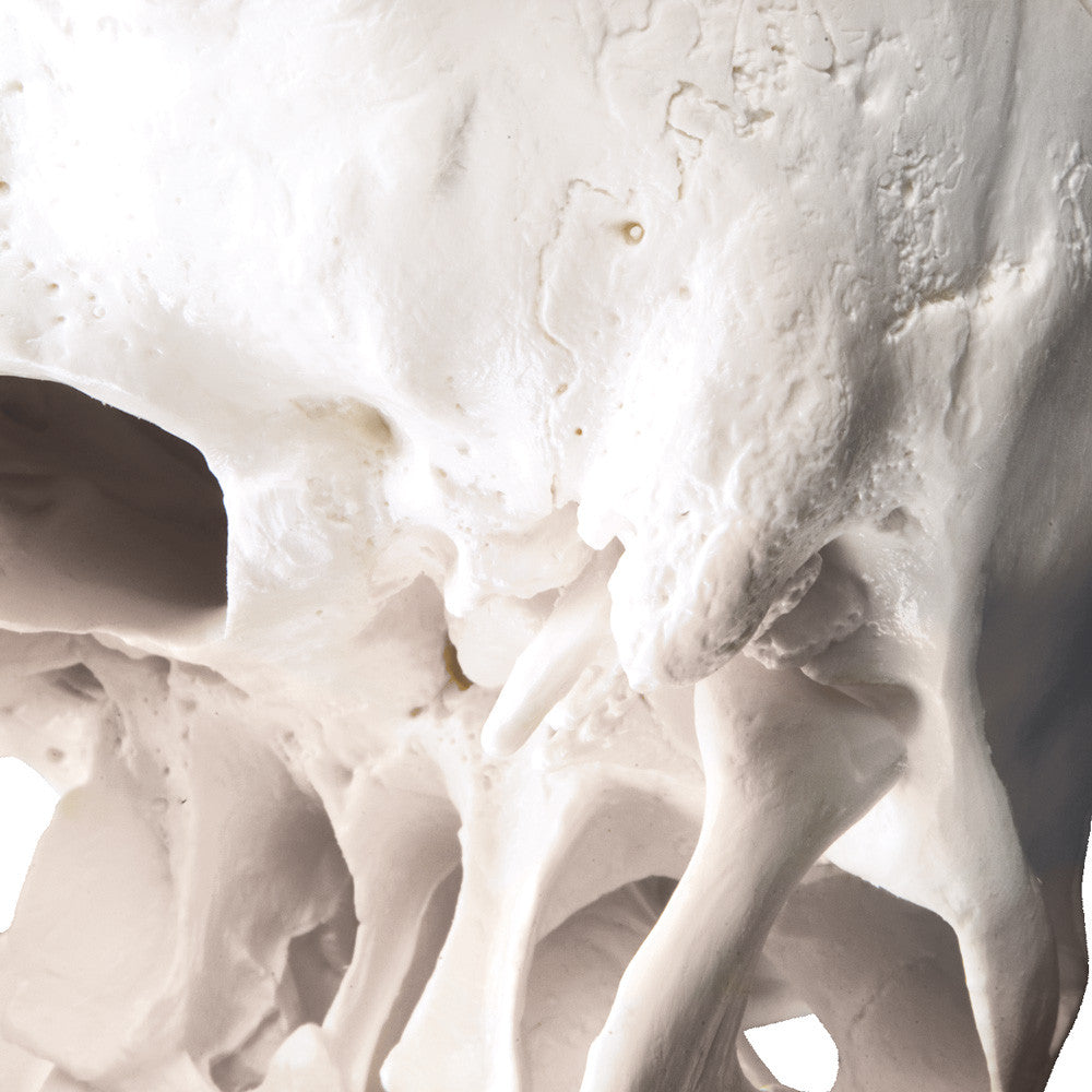 Standard Human Skull, natural cast, adult - detail