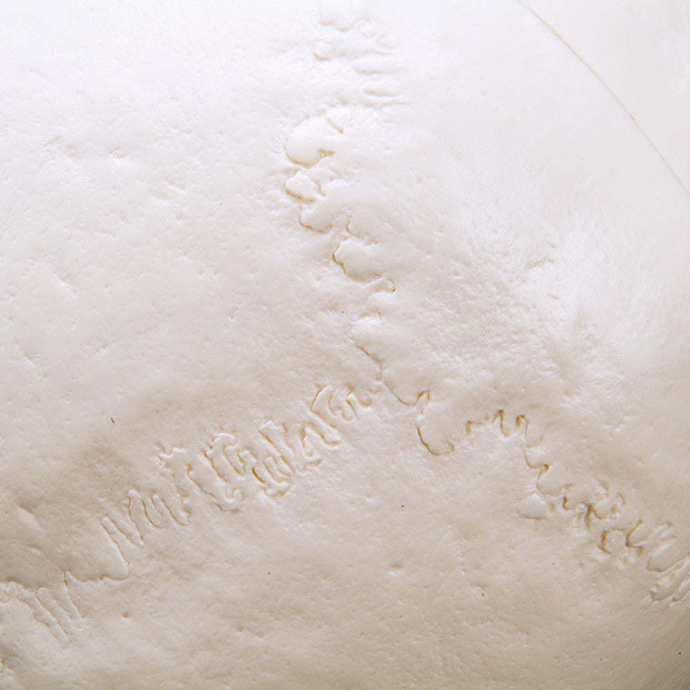 Standard Human Skull, natural cast, adult - sutures