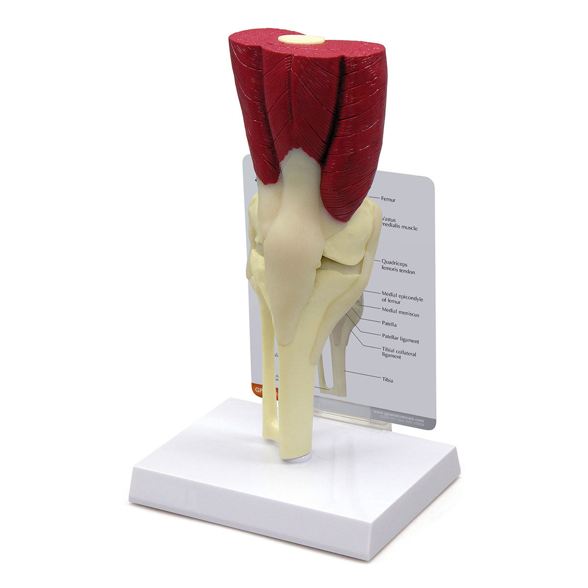 Muscled Knee Joint