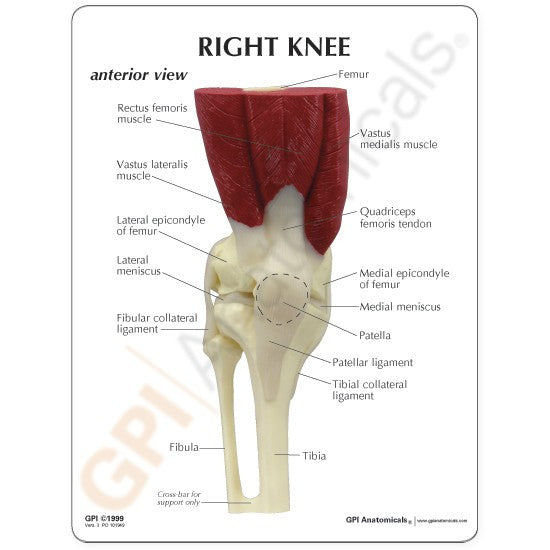 1060-muscled-knee-anterior-view__71026.1589752914.1280.1280.jpg