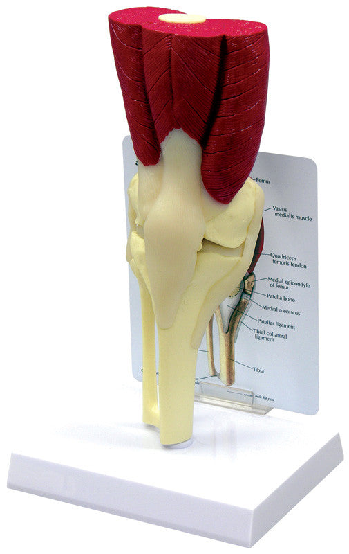 1060_muscled_knee_1__00935.1589752914.1280.1280.jpg