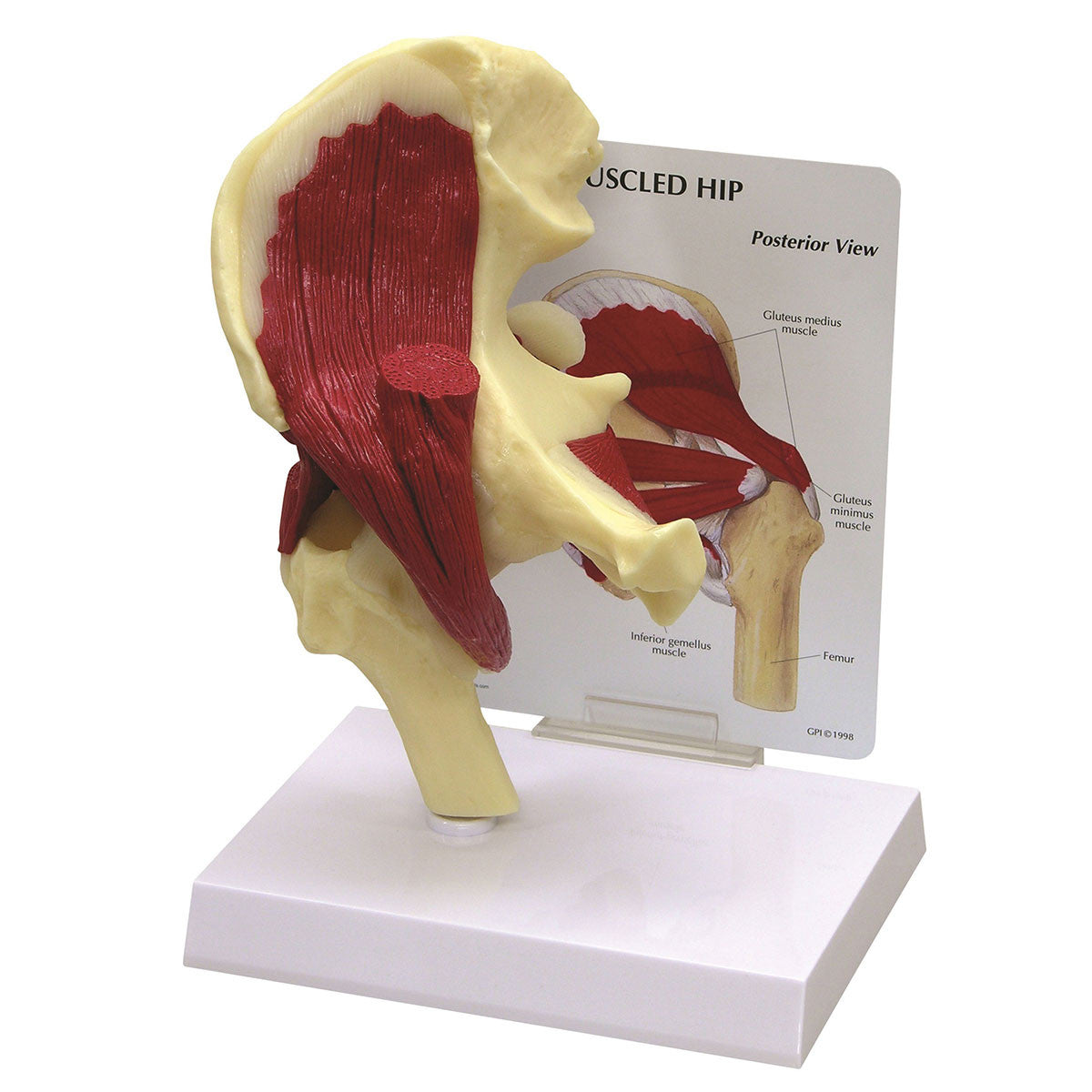 Muscled Hip Joint