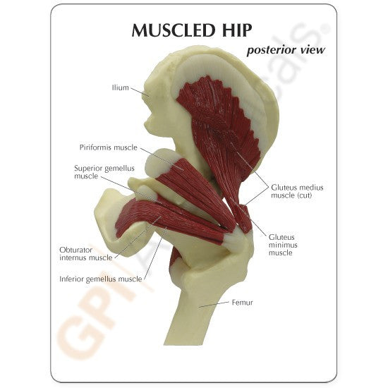 1310-muscled-hip-posterior-view__64435.1589753305.1280.1280.jpg