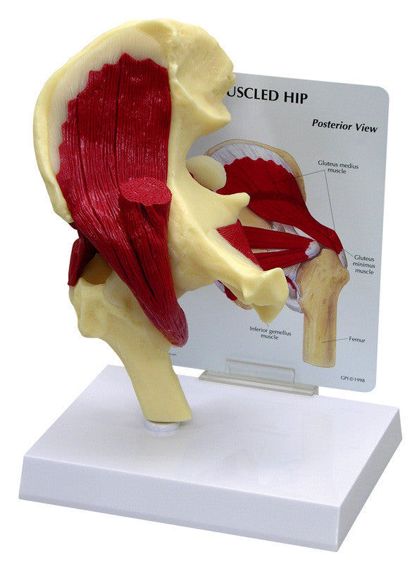 1310_muscled_hip_1__05321.1589753305.1280.1280.jpg