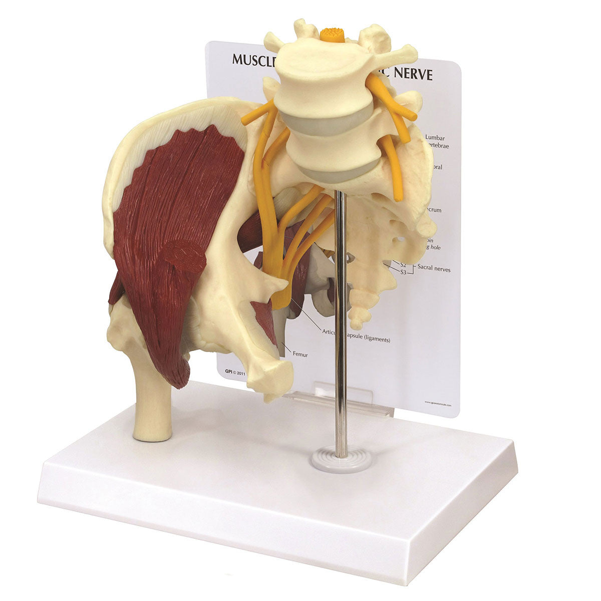 Muscled Hip with Sciatic Nerve