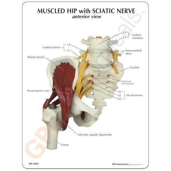 Muscled Hip with Sciatic Nerve - educational card