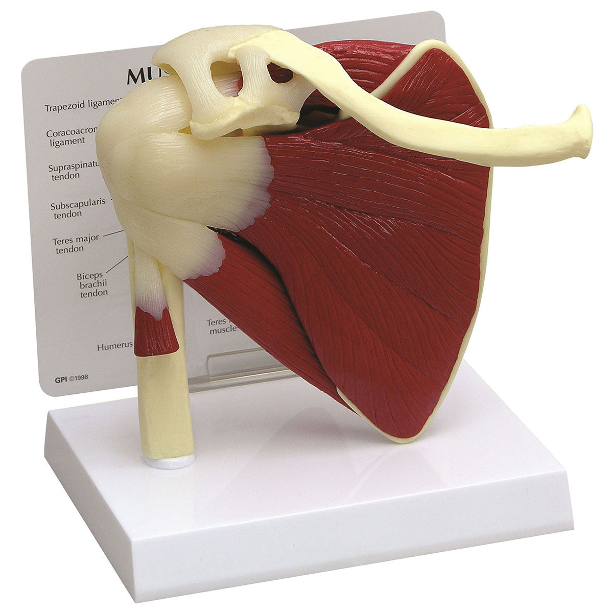 Muscled Shoulder Joint