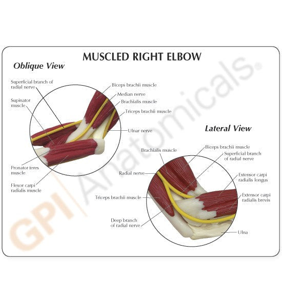 1850-muscled-right-elbow-oblique-view__67251.1589753380.1280.1280.jpg