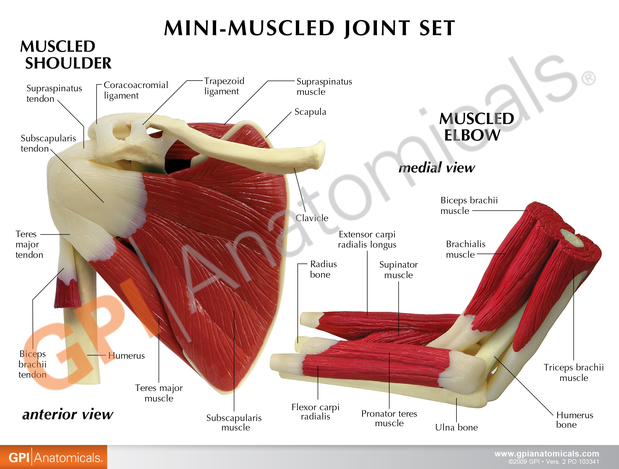 Mini-Muscled Joint Set