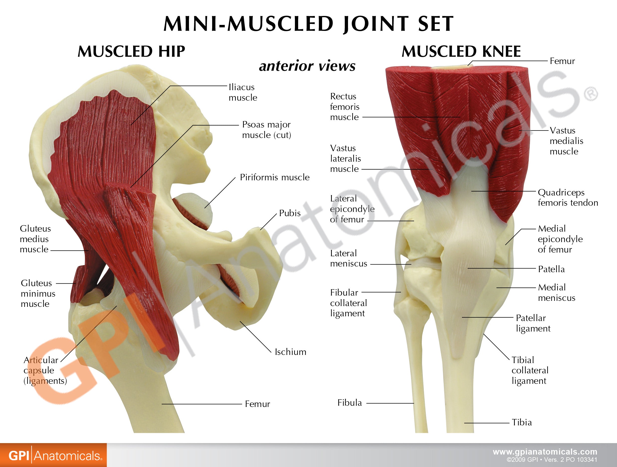 Mini-Muscled Joint Set