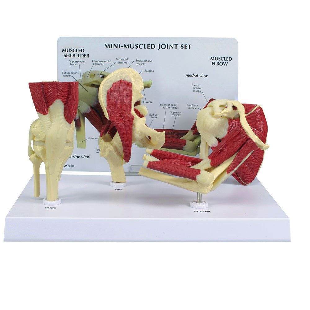 Mini Muscled Joint Set - GPI 1900