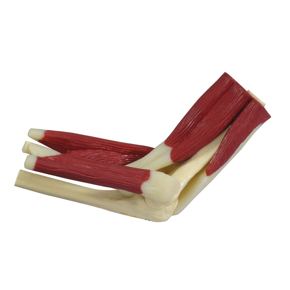 Mini Muscled Elbow Joint