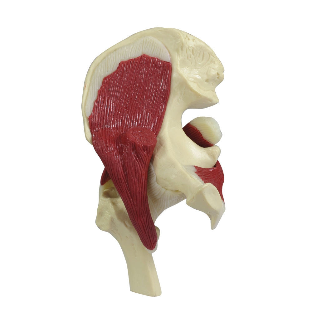 Mini Muscled Hip Joint