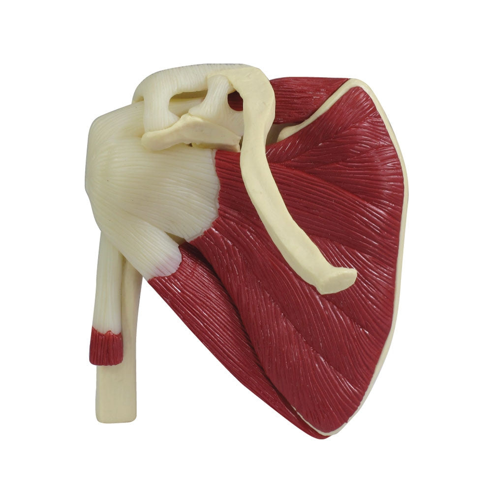 Mini Muscled Shoulder Joint
