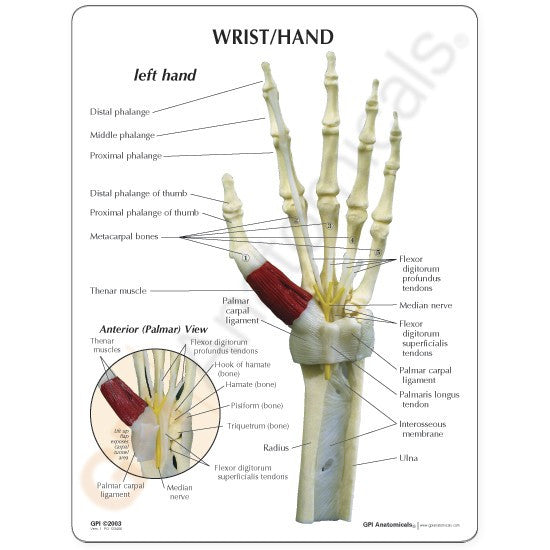 1920-carpal-tunnel__75094.1589752925.1280.1280.jpg