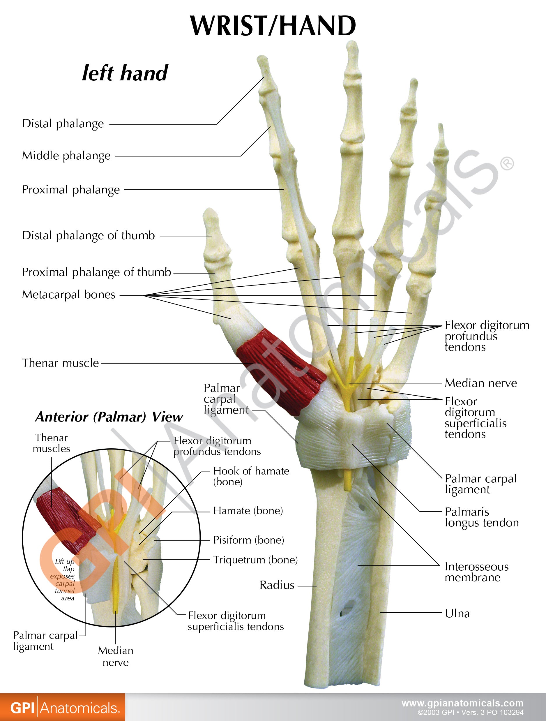 Hand/Wrist (Carpal Tunnel Syndrome)